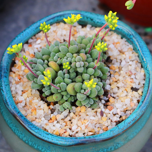 植物说园艺【康兔子多肉植物】群生防辐射盆栽办公室绿植肉肉植物