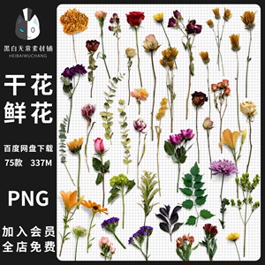 复古文艺植物花卉干花鲜花贴纸电子手账素材PNG饭圈美工平面设计