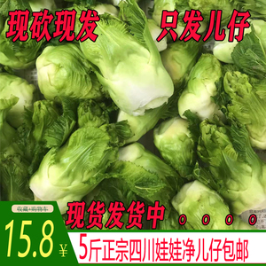 【只发儿子】四川特产当季新鲜抱娃子母娃娃儿菜可炒腌制泡芥蔬菜