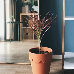 三色铁五彩千年木七彩铁马尾铁龙血树客厅室内北欧风绿植净化空气