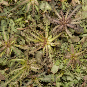 溪味道新鲜苦碟子2斤东北山野菜苦菜苦麦菜苦麻菜小苦荬败酱草