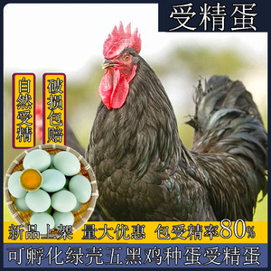 纯种黑凤鸡种蛋受精蛋可孵化鸡蛋黑羽乌鸡皮土鸡柴鸡受精蛋