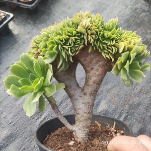 多肉植物 法师 绿羊绒缀化  木质老板子 一物一拍