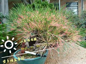 望乡情盆景红孔雀黑松嫁接苗进口短针松树绿植