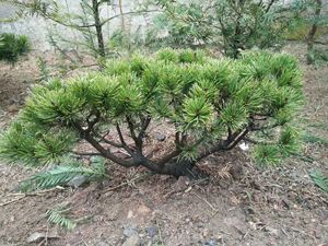 望乡情盆景日本八房短针赤松嫁接苗盆景绿植