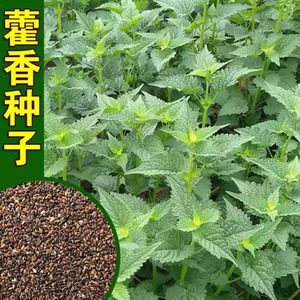 藿香种子药材种子新产藿香种籽可食用解暑霍香正气香草种子多年生