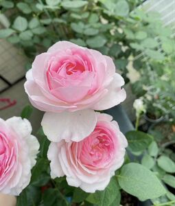 【伊芙四号/四度芳香】大花浓香灌木月季