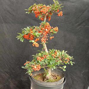 火棘沙棘盆景盆栽吉祥果树桩盆景绿植观花观果开业庆典植物