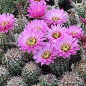 69zui美丽光echinocereus perbellus鹿角柱属实生仙人球虾进口种