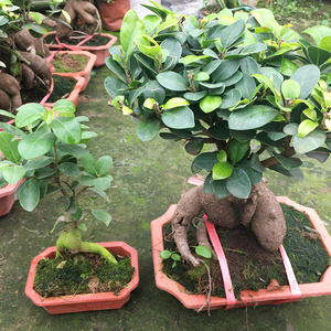 榕树盆景造型小型