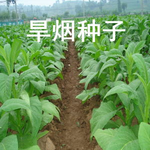 001人付款淘宝东北亚布力凤凰晒蛟河关东散装旱烟专门手工烟斗老人