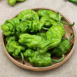 皱皮辣椒 云南新鲜虎皮辣 青辣椒圆辣椒丑辣椒 新鲜蔬菜全国发货
