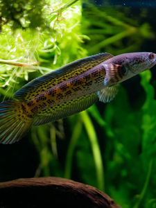 黄金眼镜蛇雷龙鱼凶猛热带鱼淡水苗观赏鱼大型雷龙南美猛鱼工作室