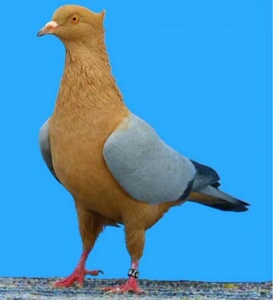 王太全66淘宝活体宠物纯种天使鸽子观赏鸽种鸽青年鸽一公一母一对包