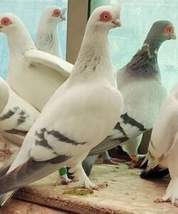 甘肃白瓦班鸽子种鸽新疆高飞鸽子青年四川铜麻鸽子活体精品观赏鸽
