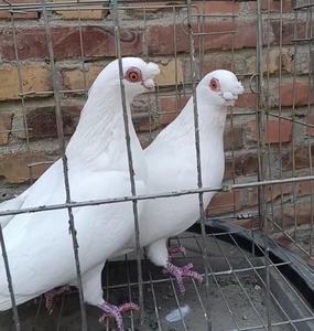 新疆短嘴观赏鸽金眼白种鸽活体豆眼白青年一对蟾眼白活物鸟精品级