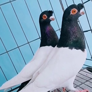 精品新疆系短嘴两头乌种鸽活体青年一对凤头两头黑铁翅两头红鸽子