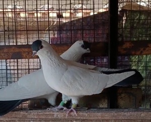 大体精品扬州高飞点子鸽青年种鸽活体一对观赏鸟北京点子宠物鸽