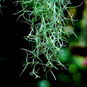 老人须松萝无土培养植物吊兰空气凤梨空气草雨林室内造景植物