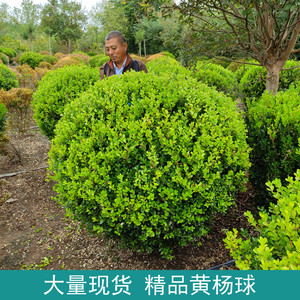 精品绿篱瓜子黄杨球老桩造型黄杨盆景 小叶黄杨树苗 雀舌黄杨盆栽