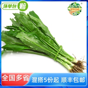 聚鲜林新鲜刺芹洋芫茜缅芫荽大香菜元西鹅蒂餐饮调料拌菜泰式香料