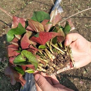 鱼腥草种子 折耳根种籽新鲜盆种苗种根四季种植云南贵州四川特产
