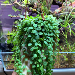 纽扣椒草世界宝石雨林缸水陆缸生态瓶微景观藤蔓小型垂吊植物