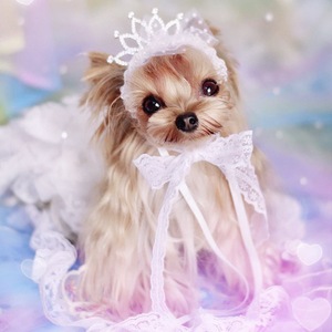 宠物头花狗狗发夹泰迪马尔济斯约克夏手工原创蕾丝皇冠发箍头饰