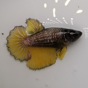 泰国斗鱼半月母鱼可繁殖半月斗鱼热带鱼小型观赏鱼