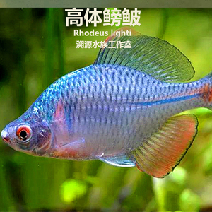 【高体鳑鲏】观赏鱼苗活体饲料淡水小型冷水清洁群游鱼包邮好养
