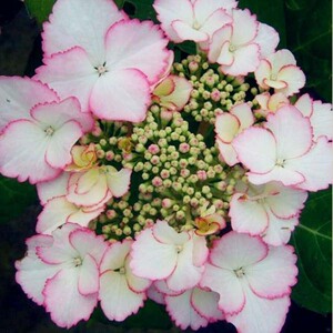 大花绣球 爱你的吻 盆栽苗