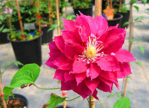 铁线莲 杰克曼 永远的朋友 红明星 格恩西岛 皇室一年盆栽苗