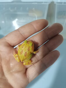 宠物皮卡丘南美角蛙活体蝌蚪姥爷树蛙活物蝴蝶角蛙钟角蛙霸王角蛙