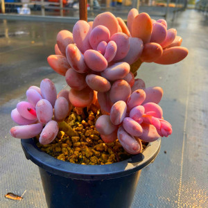 超大桃蛋老桩多肉植物 多年老桩粉色系会开花多头贵货精品盆栽