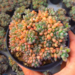 黑豆黑莓多肉植物 带盆栽好新手好养防辐射花卉盆栽