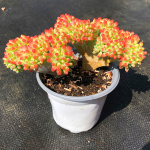 果冻乙女心缀化