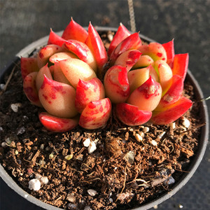 青椒冬云多肉杂交血斑多头群生红皮椒韩系进口萌肉红色系七彩多肉