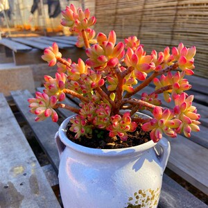 红旗儿多肉植物 带盆栽好果冻色云南基地直发美观净化空气大颗