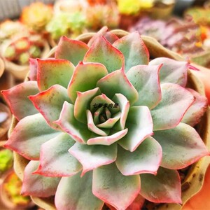 多肉植物龙赞尼 乌木玉露老桩花卉盆栽室内组合绿植防辐射云南发