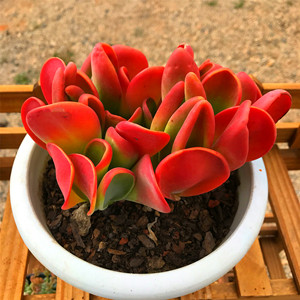 火狐狸多肉红色系阳台室内防辐射净化空气小贵货盆栽七彩多肉