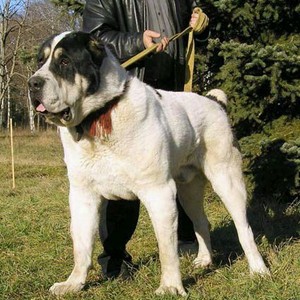 中亚牧羊犬幼犬活体纯种中亚牧羊犬超大巨型中亚猛犬中亚猎狼犬