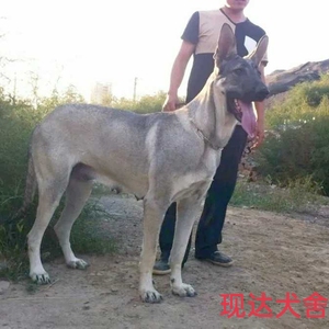 出售家养纯种狼青幼犬活体巨型中华狼犬大型看家护院狗狼狗幼崽犬