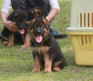 纯种德国牧羊犬幼犬活体出售赛级锤系德牧血统弓背黑背牧羊犬活体