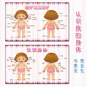 幼儿园区角布置儿童身体部位认识五官贴纸中英文人体器官系统墙贴
