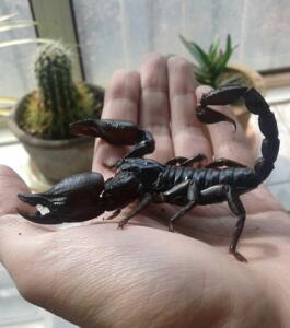 宠物雨林蝎子温顺新手假帝王好养超大个体办公室宠物2-18cm可上手