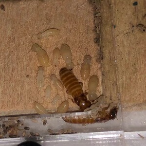 台湾恒春新白蚁宠物白蚁(白蚁帝国)