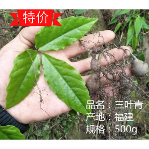 00小静1988淘宝三叶青蛇附子金线吊葫芦丝线吊金钟中草药材清热祛火