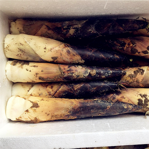 四川蒲江雷笋熊猫笋新鲜现挖野生春笋小竹笋熊猫笋顺丰非临安天目