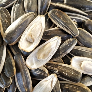 大锅现炒毛嗑 嘎嘎香!东北特产原味熟瓜子颗粒饱满一份1斤包邮