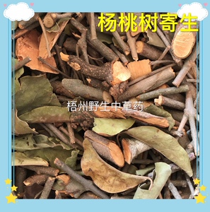 杨桃树寄生